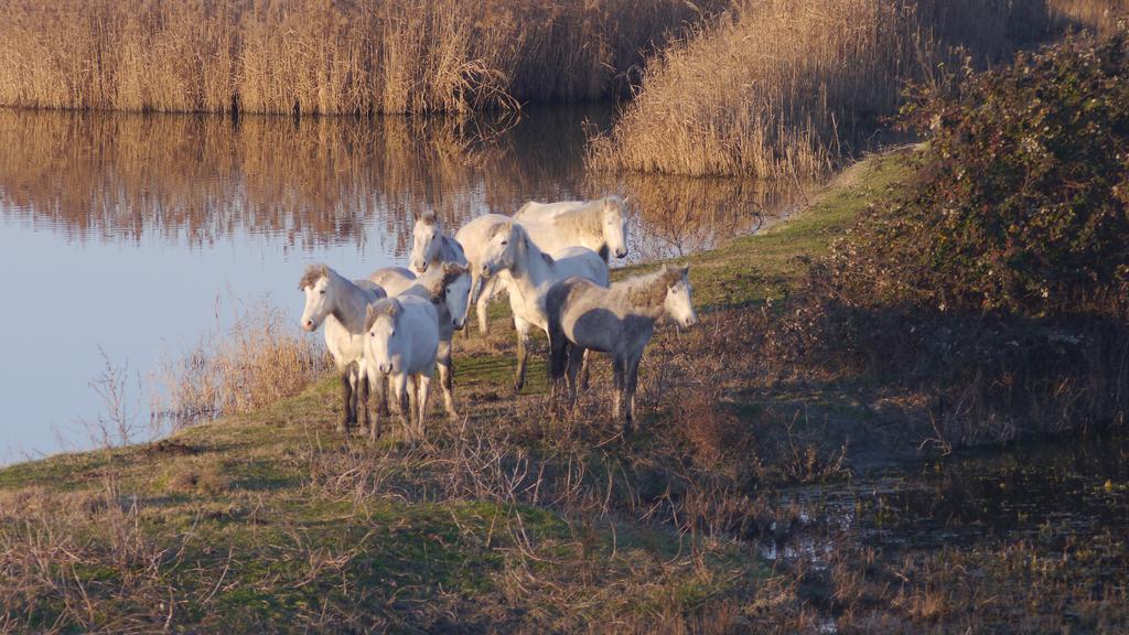 Villetta Parco Sir Llido Degli Estensi Bagian luar foto
