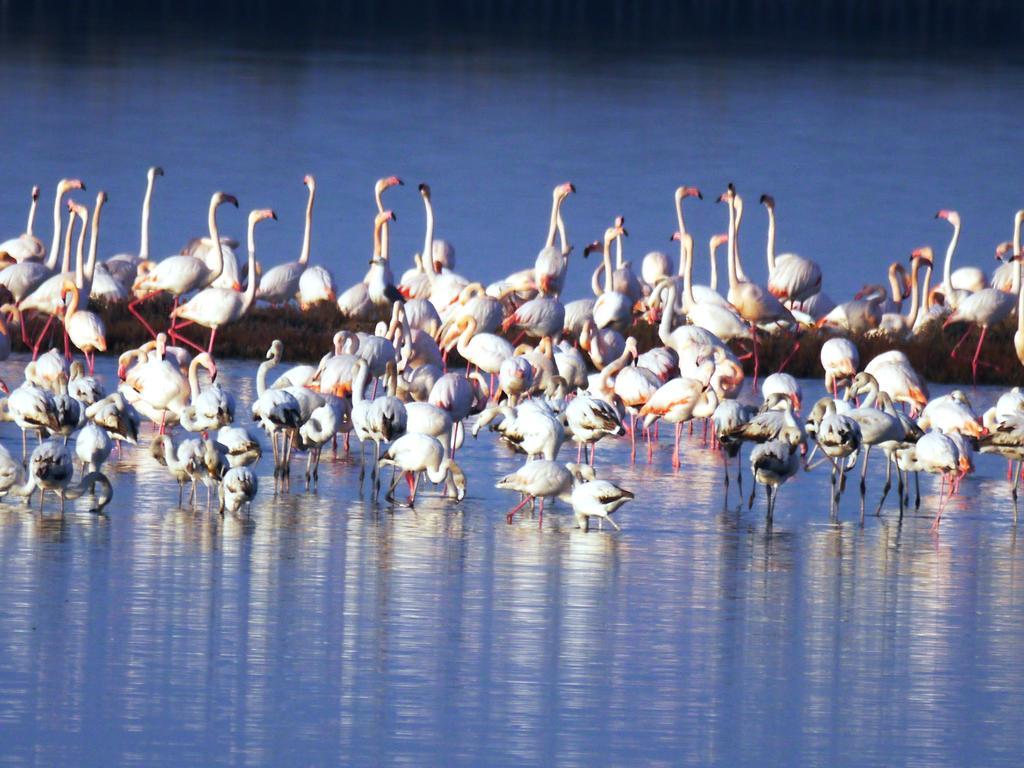 Villetta Parco Sir Llido Degli Estensi Bagian luar foto